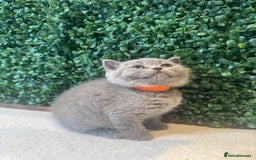 British Shorthair cats for sale: 💕British Shorthair Blue Kittens💕 - Image 1