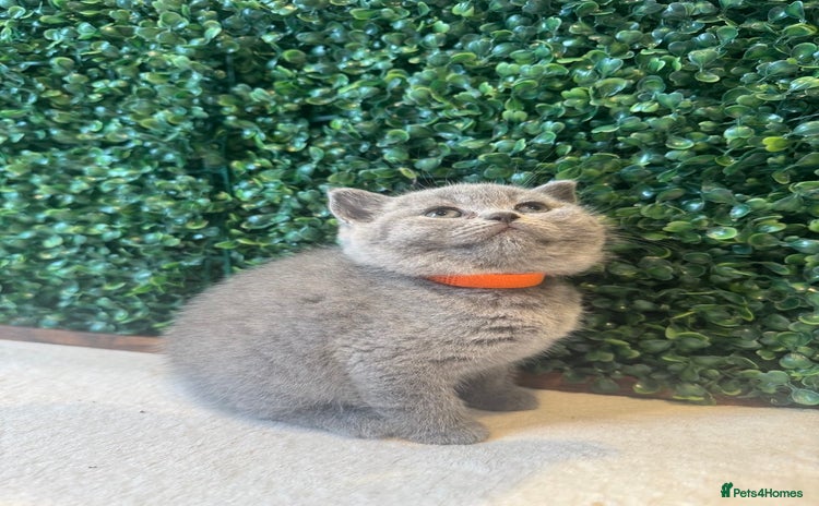British Shorthair cats - Advert 5