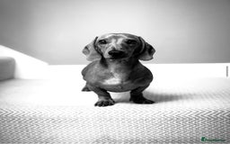 Miniature Dachshund dogs for stud: Short-haired red miniature dachsund - Image 4