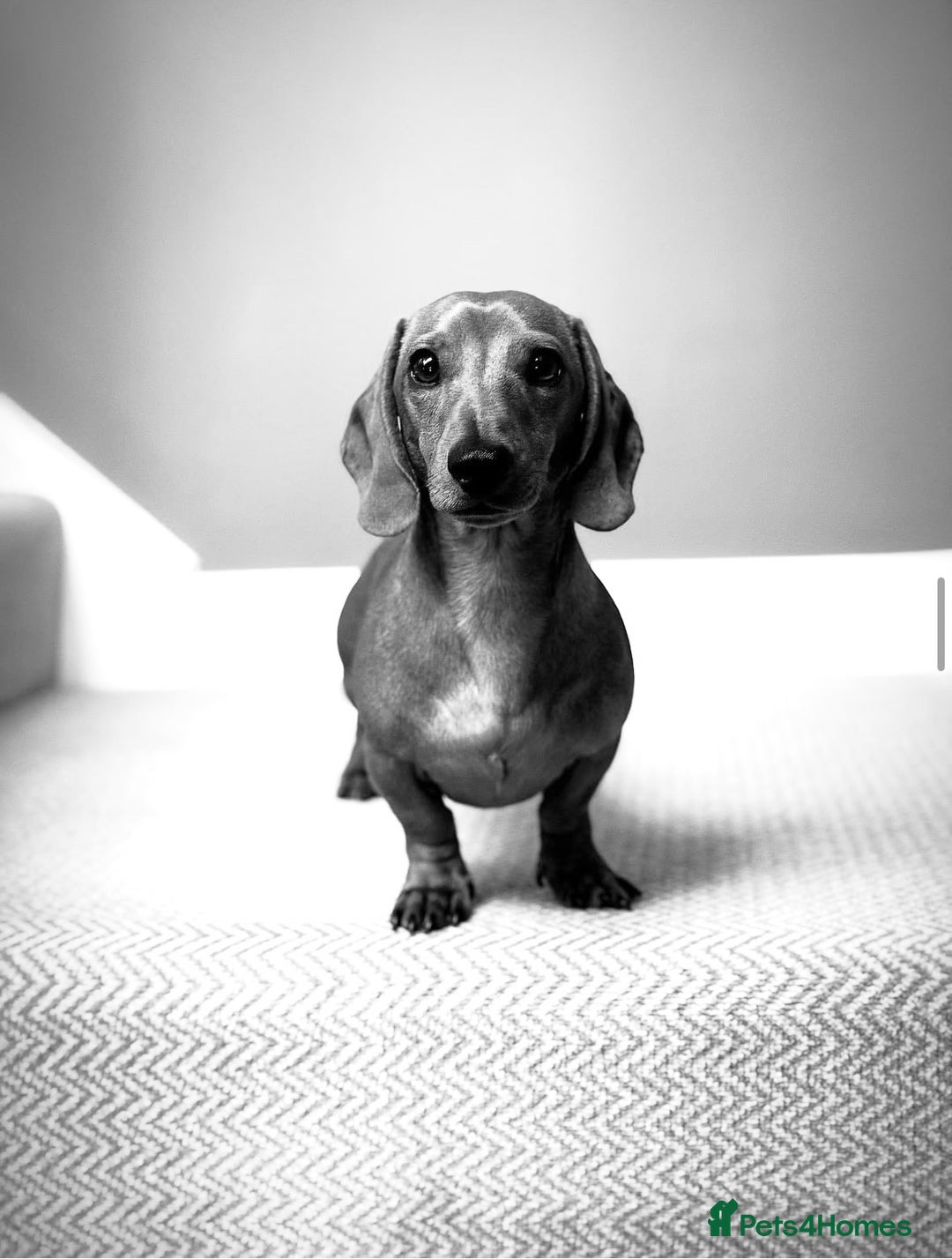 Miniature Dachshund dogs for stud: Short-haired red miniature dachsund - Image 4
