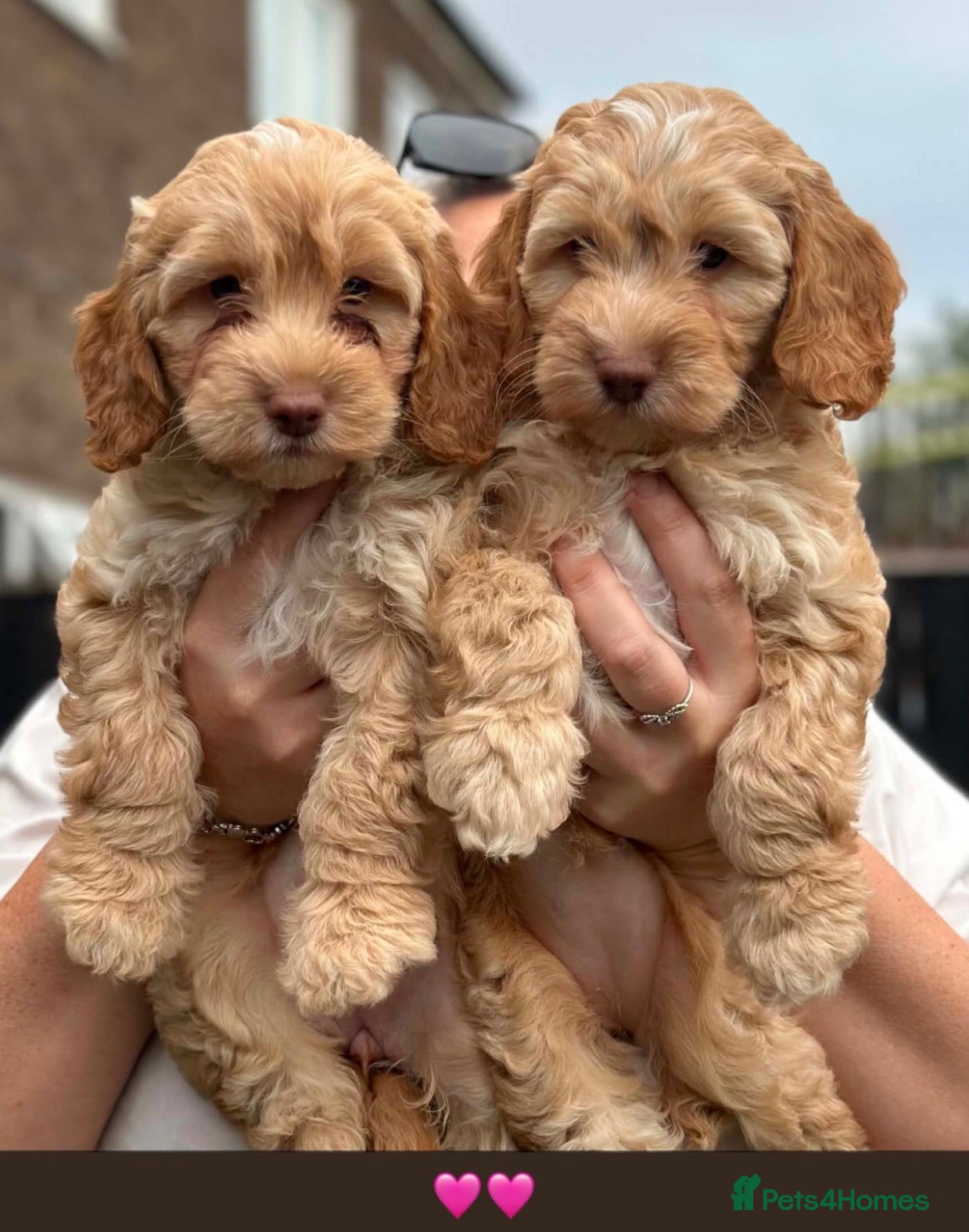 Cockapoo dogs F1 Cockerpoo Puppies - Advert 2