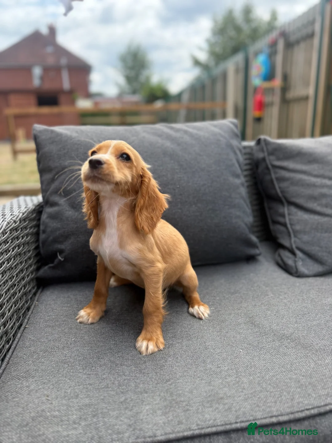 Cocker Spaniel dogs for sale: working cocker spaniels  - Advert 10