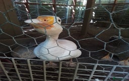 Geese poultry for sale: 2 x Geese - Image 3
