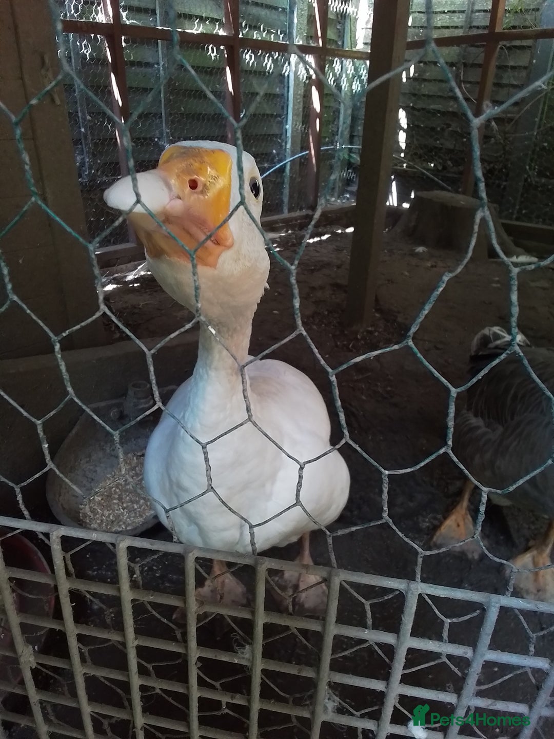 Geese poultry for sale: 2 x Geese - Image 3