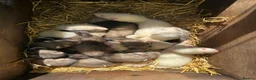 Ferret rodents for sale: Young ferrets and polecats ready now - Advert 5