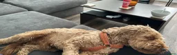 Cockapoo dogs for sale: Lunas - Advert 2