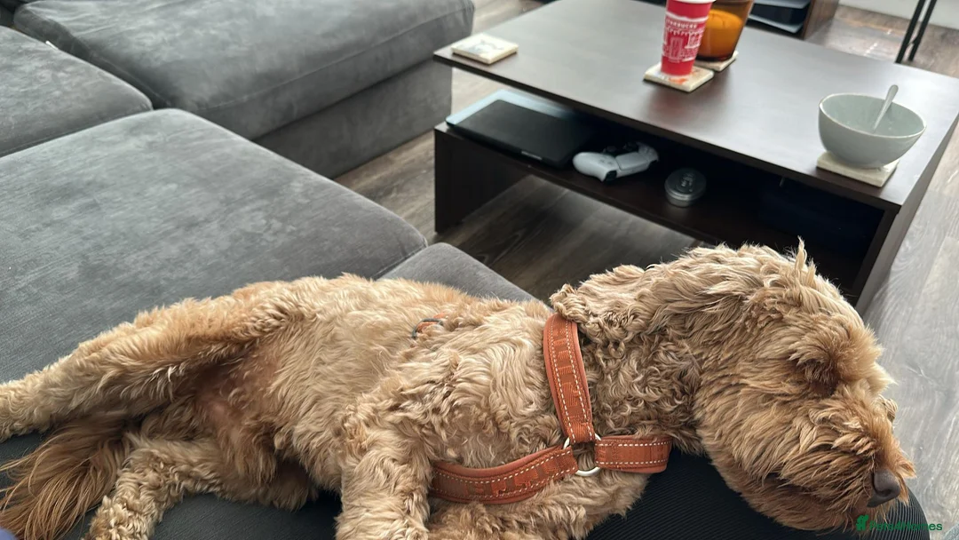 Cockapoo dogs for sale: Lunas - Advert 2