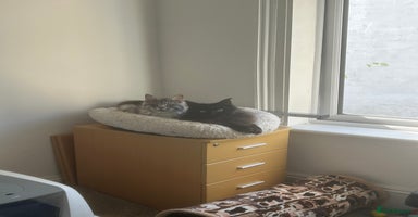 Maine Coon cats - Advert 2