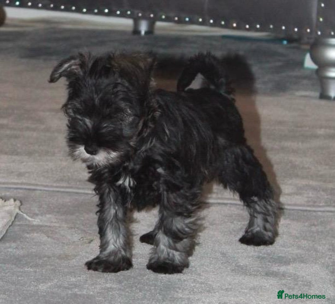 Miniature Schnauzer dogs for sale: KC Pedigree Mini Schnauzer - Advert 22