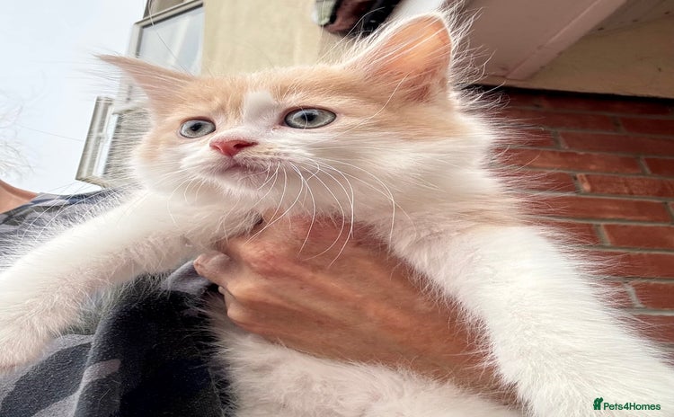 Mixed Breed cats - Advert 9