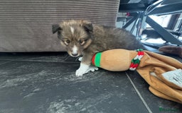 Shetland Sheepdog dogs for sale: Purebred Shetland Sheepdog Puppies - Image 4