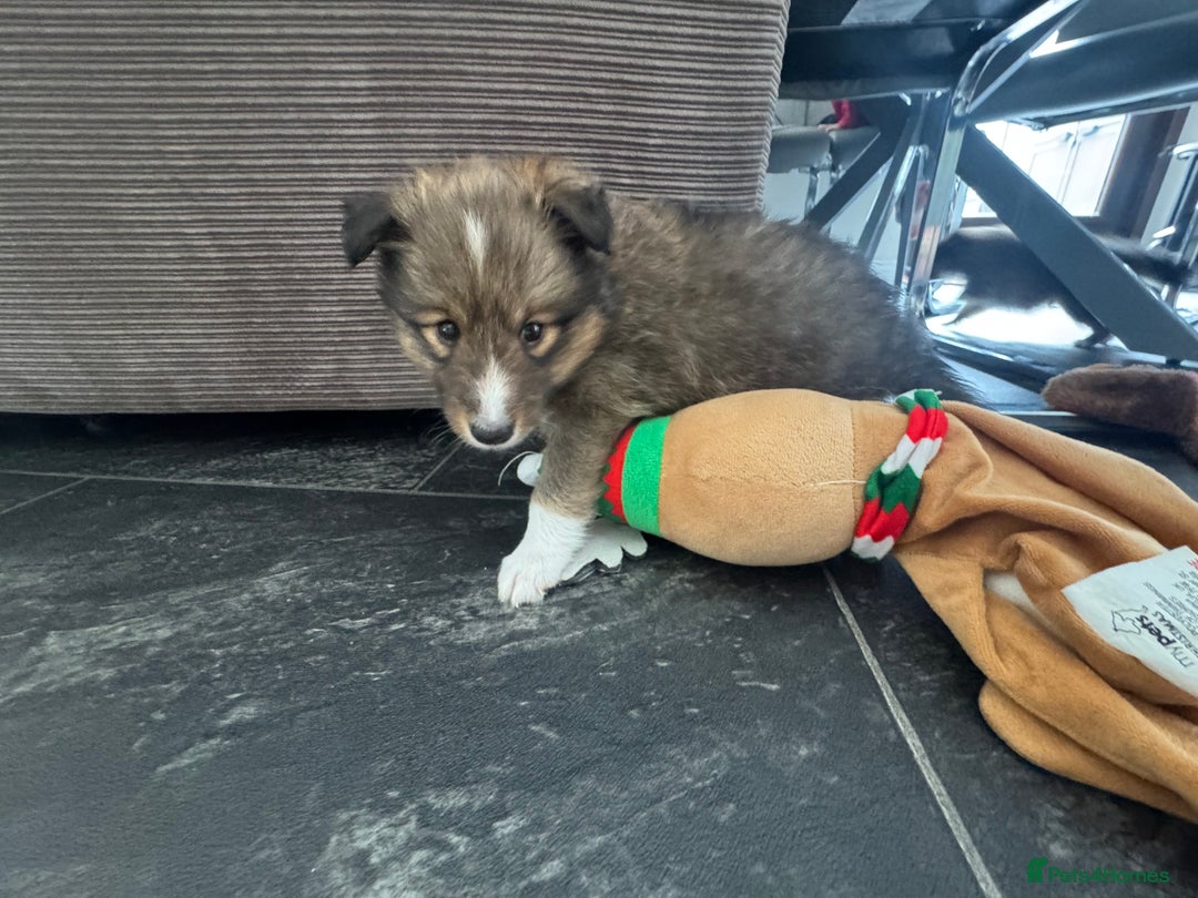 Shetland Sheepdog dogs for sale: Purebred Shetland Sheepdog Puppies - Image 4