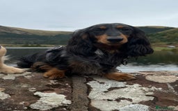 Miniature Dachshund dogs for stud: Silver dapple long haired mini dachshund for stud in Whitehaven - Image 3