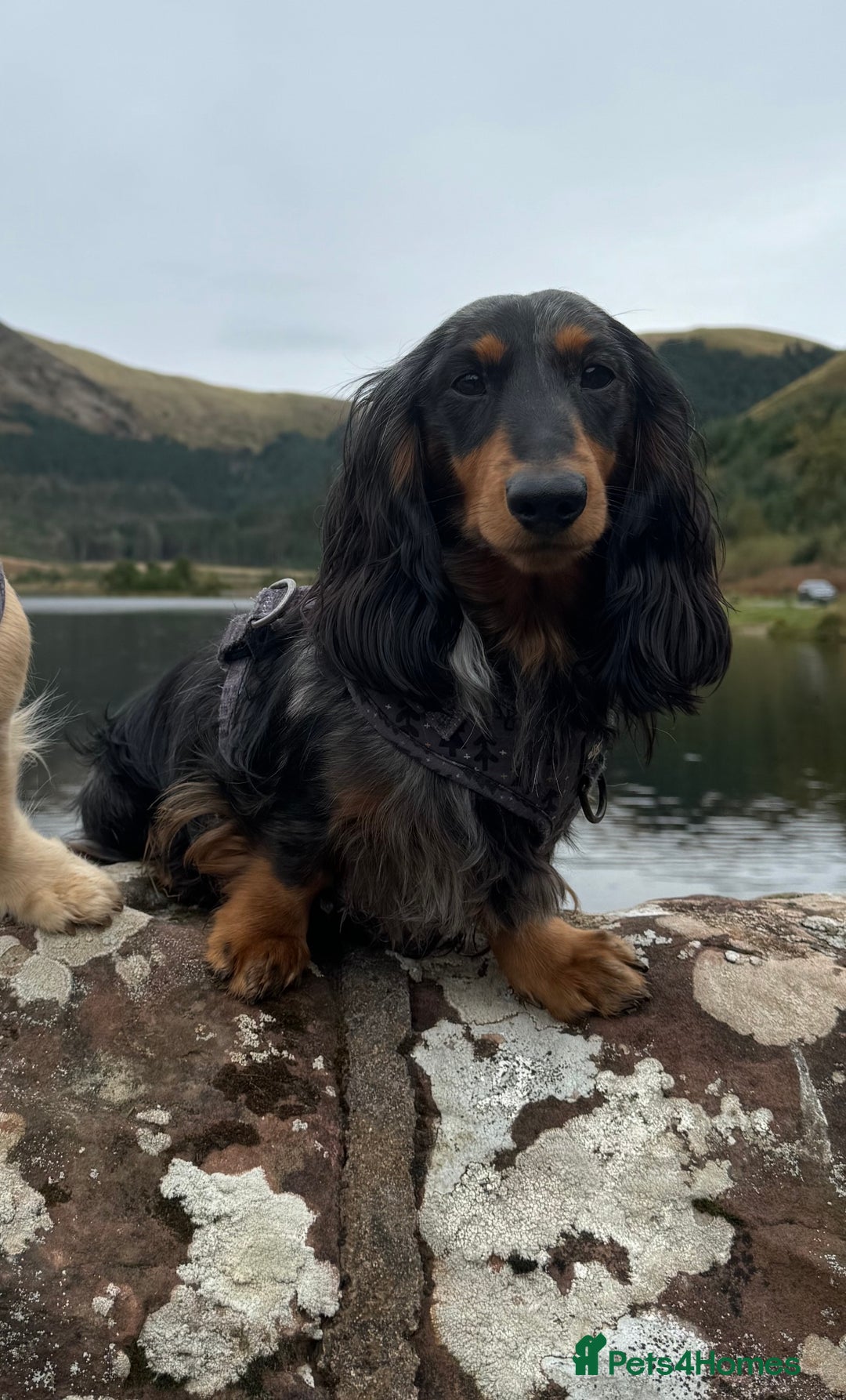 Miniature Dachshund dogs for stud: Silver dapple long haired mini dachshund for stud in Whitehaven - Image 3