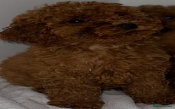 Cavapoo dogs for sale: F1 cavapoo  reddy now  - Image 6