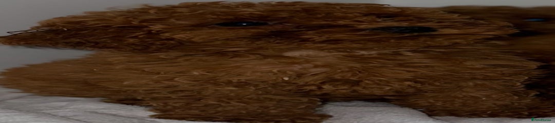Cavapoo Puppy 2