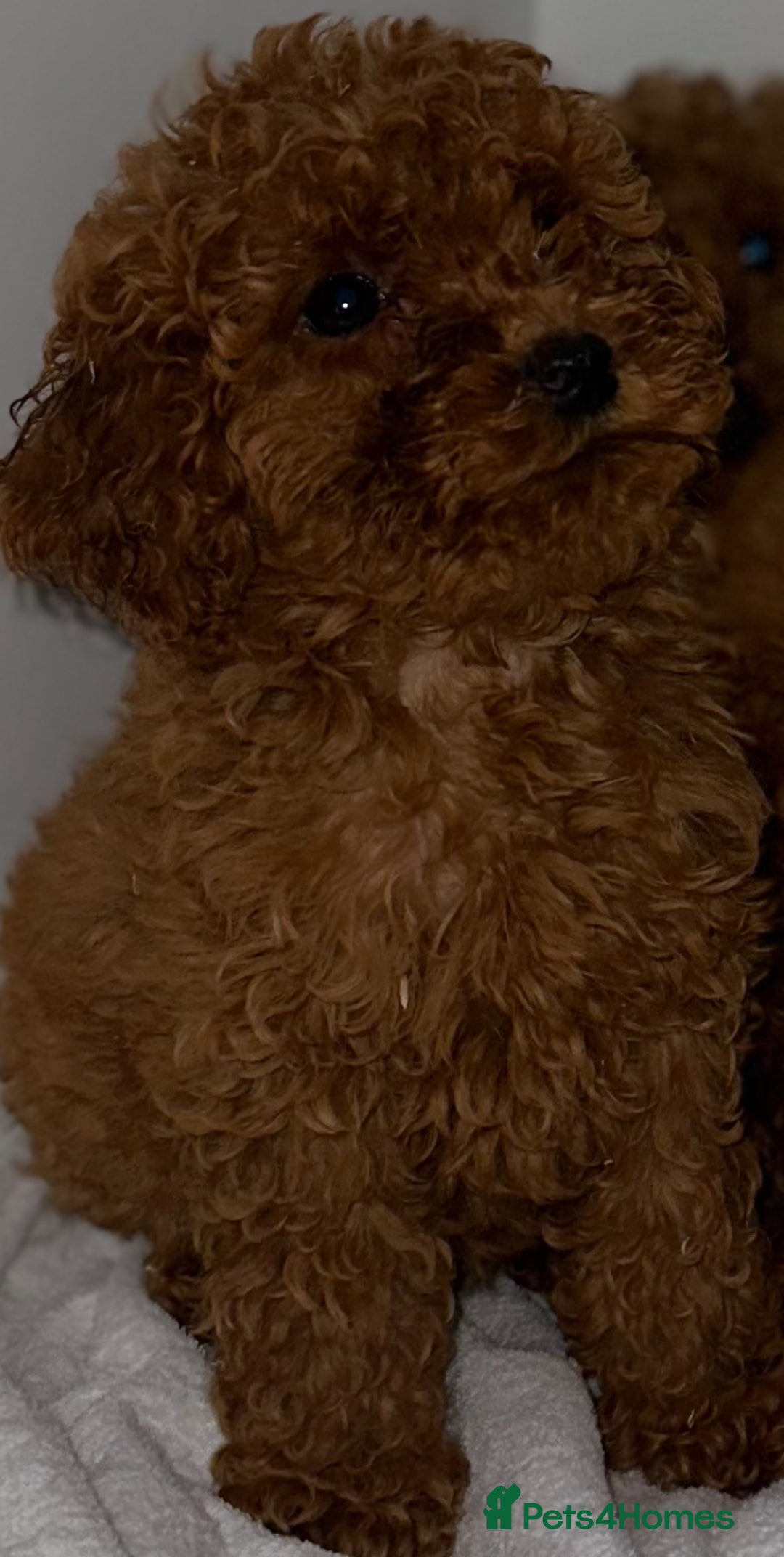 Cavapoo dogs for sale: F1 cavapoo  reddy now  - Image 6