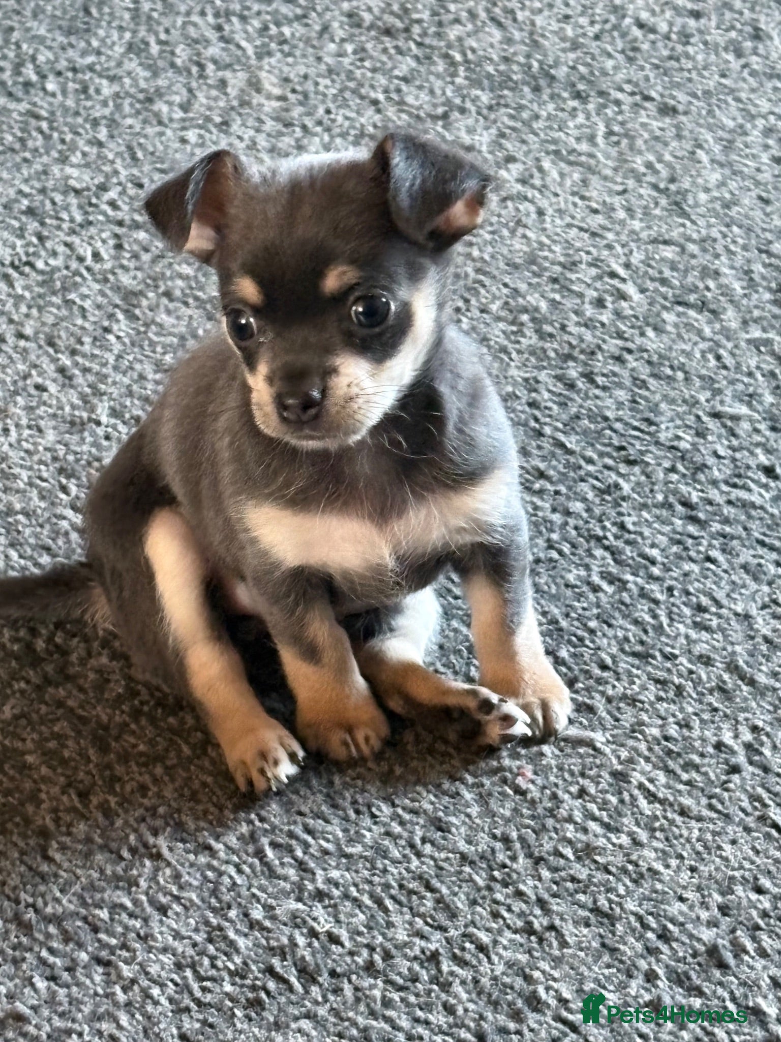 Chihuahua dogs Lovely Blue Tri Girl  - Advert 15