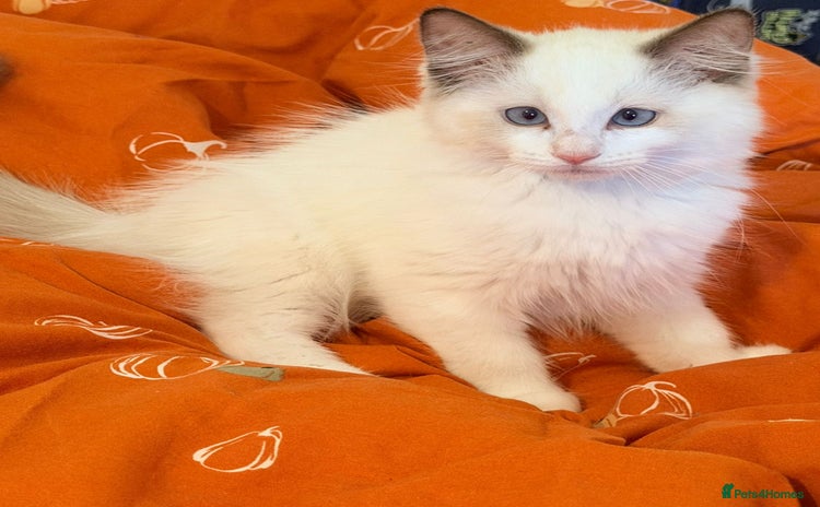 Ragdoll cats - Advert 9