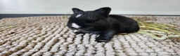 Netherland Dwarf rabbits for sale: Purebred Netherland Dwarf Doe - Advert 27