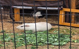 Guinea Pig rodents for sale: Moving House - Not with Piggies  - Image 2