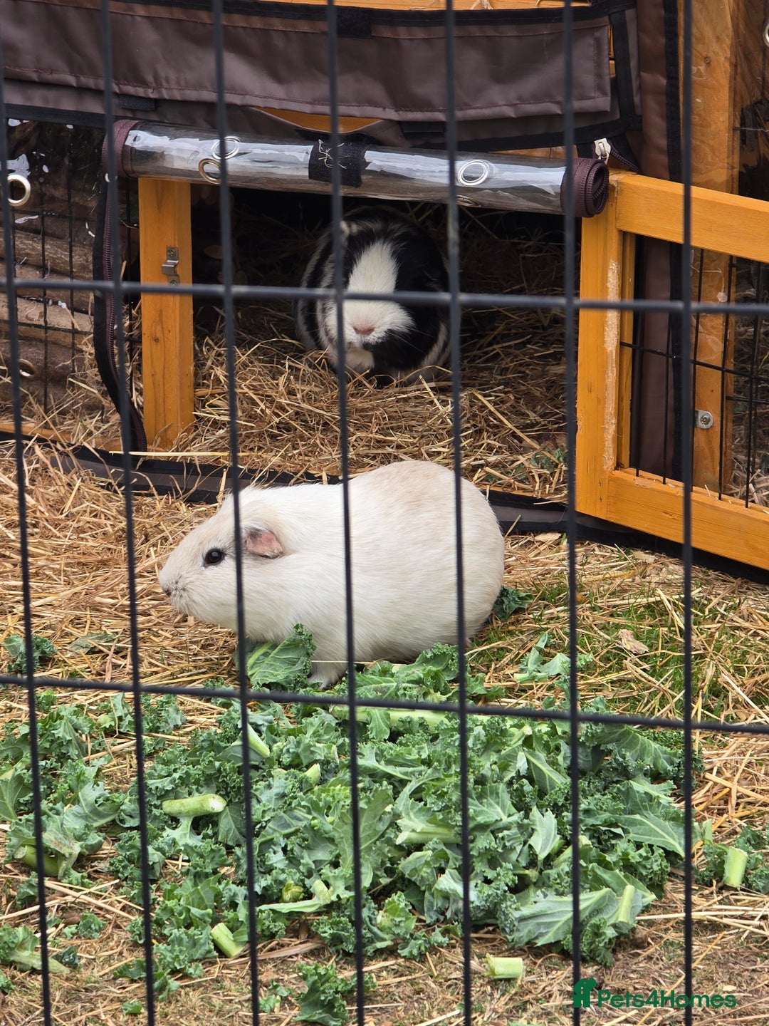 Guinea Pig rodents for sale: Moving House - Not with Piggies  - Image 2