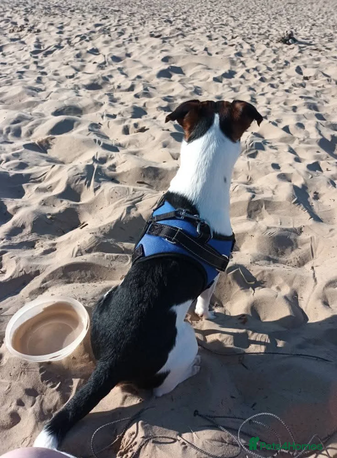 Jack Russell dogs for stud: Buddy for stud  - Advert 4