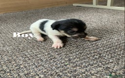 Jack Russell dogs for sale: Jack Russell puppy’s  - Image 7