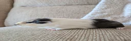 Guinea Pig rodents for sale: Three beautiful bonded boars for sale. in Benfleet - Advert 7