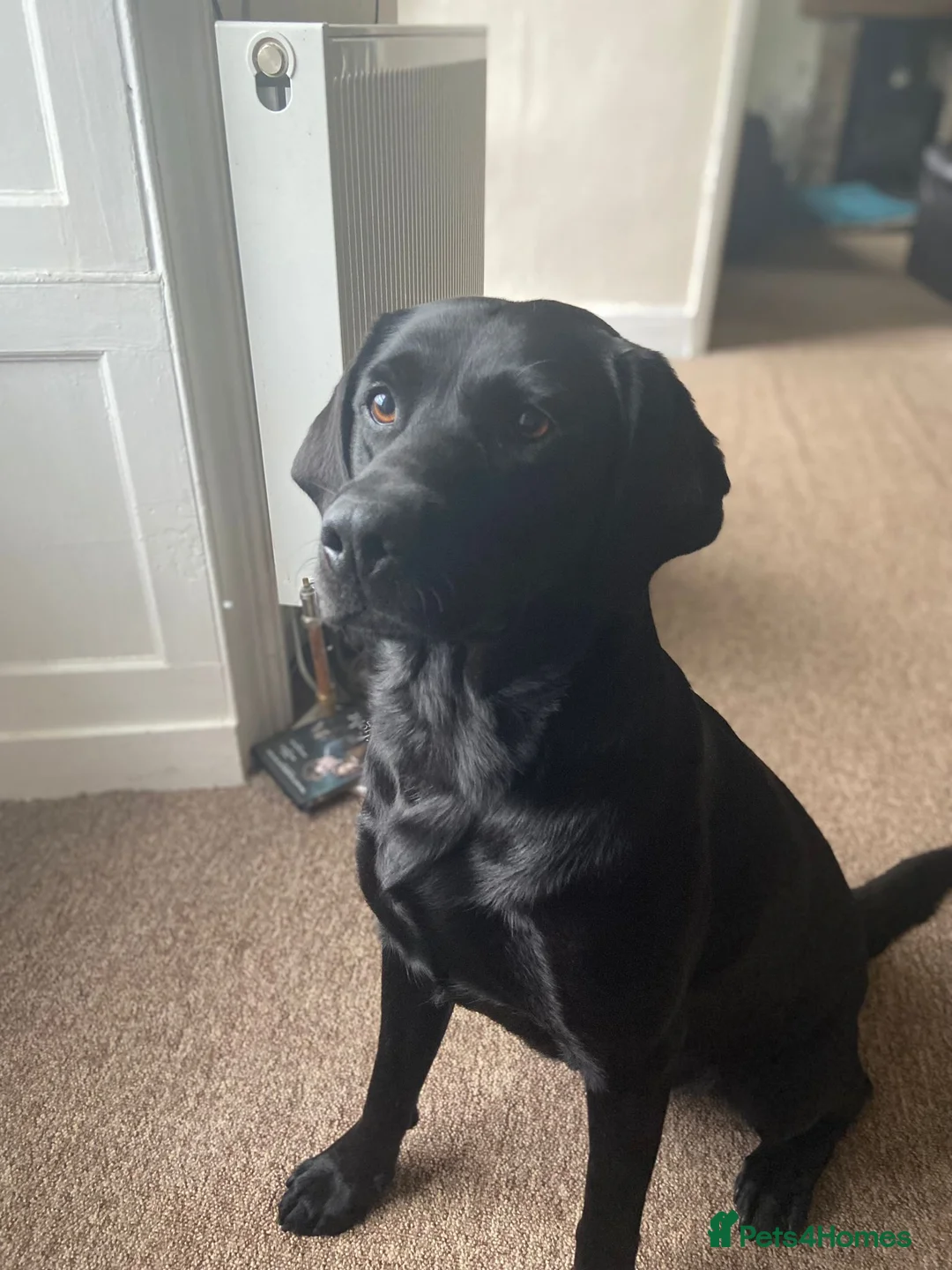 Labrador Retriever dogs for sale: KC registered Black Labrador Pups  in Scarborough - Advert 2