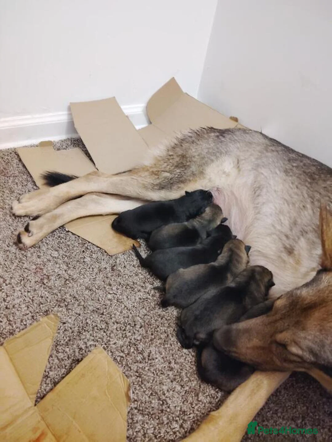 German Shepherd dogs for sale:  Shepherd puppies - Advert 1