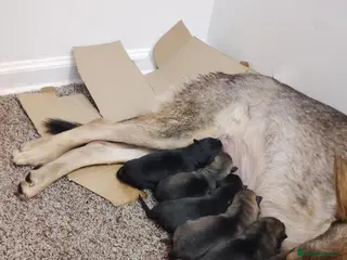German Shepherd dogs Shepherd puppies - Advert 3