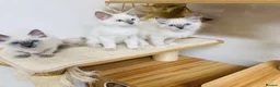 Ragdoll cats for sale: Beautiful ragdoll kittens  - Advert 4