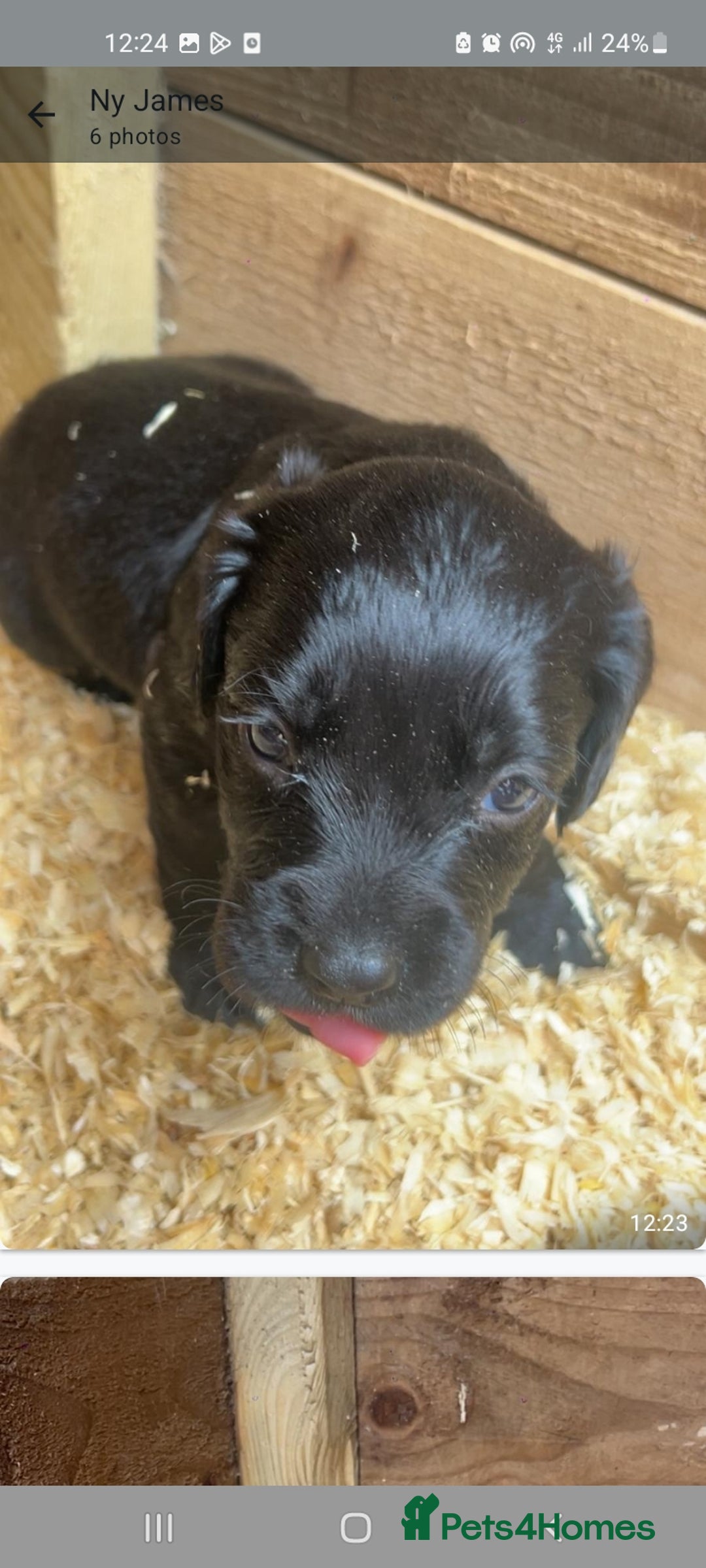 Cocker Spaniel dogs for sale: Cocker spaniels - Image 8