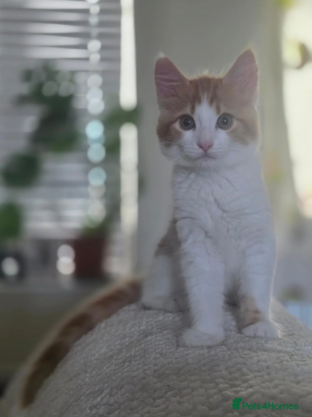 Mixed Breed cats for sale: Male kitten  - Advert 1