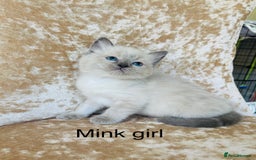 Ragdoll cats for sale: Beautiful ragdoll kittens - Image 11