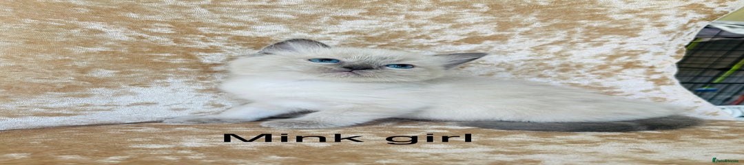 Ragdoll Kitten 6