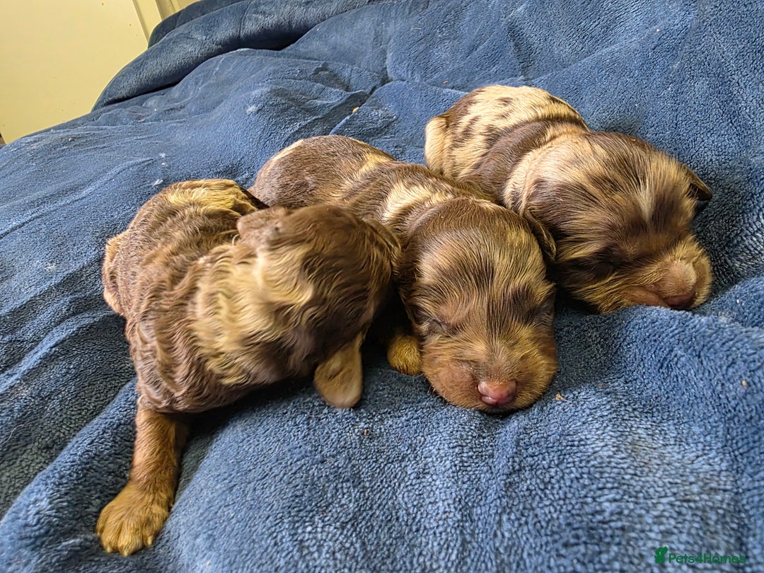 Cockapoo dogs for sale: Cockapoo puppies - Image 22
