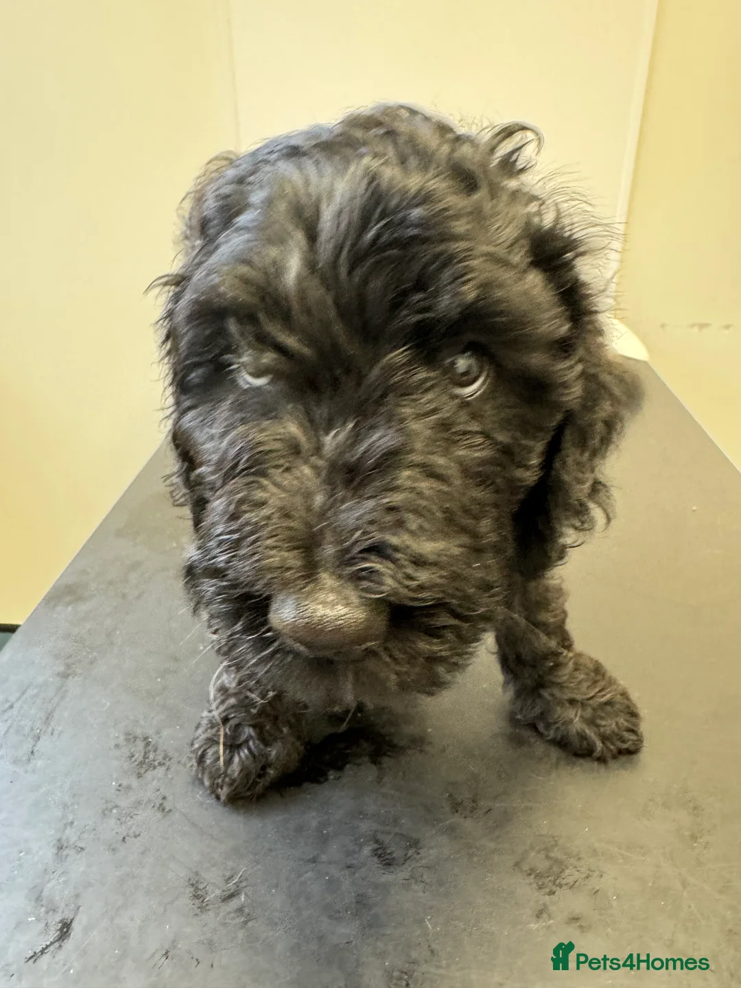 Goldendoodle dogs for sale: Golden doodle F1B stunning puppies  - Advert 32