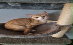 Sphynx cats for sale: Sphynx mix - Image 4
