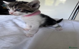 Domestic Shorthair cats for sale: 6 beautiful kittens  - Image 5