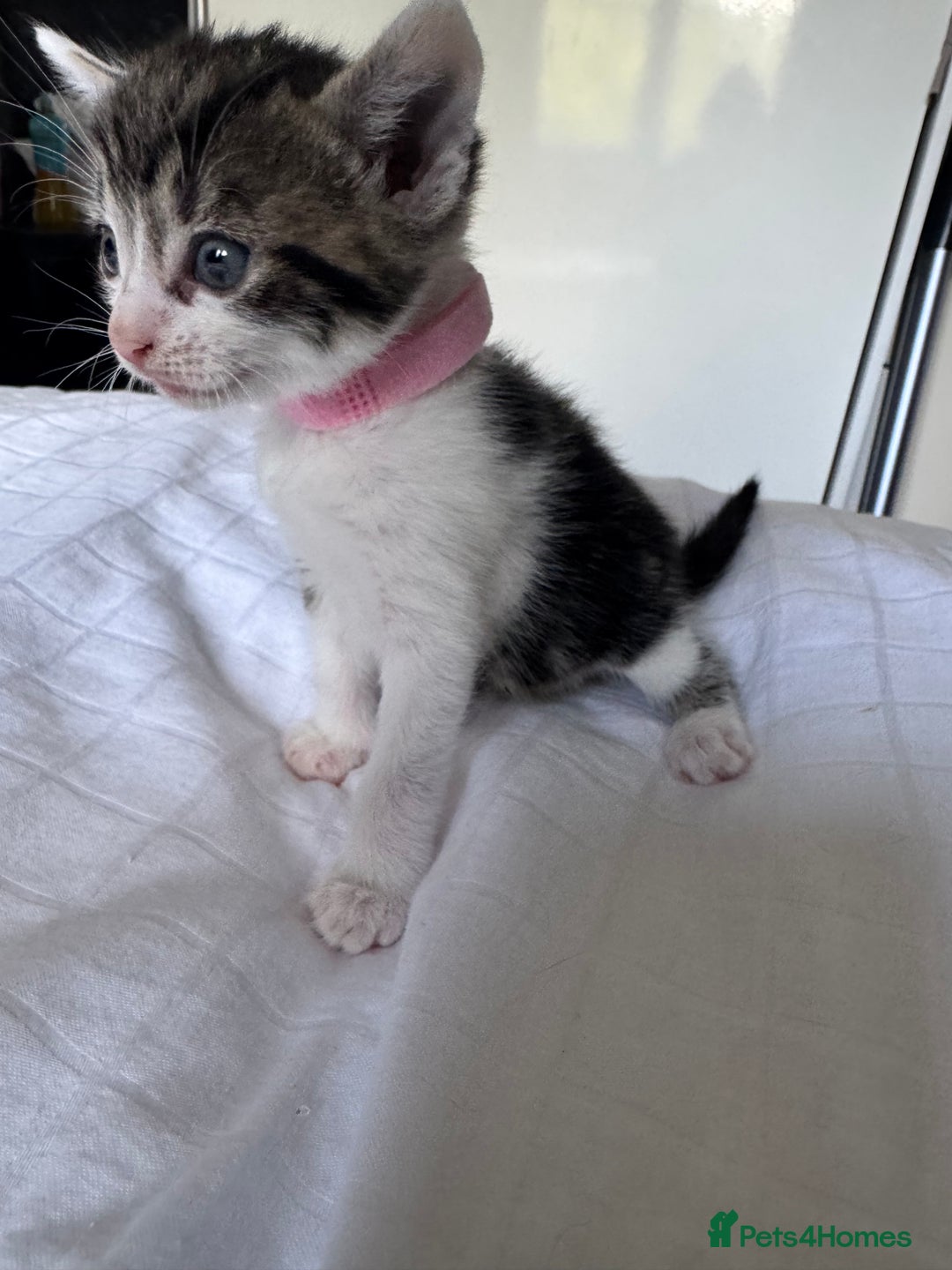 Domestic Shorthair cats for sale: 6 beautiful kittens  - Image 5