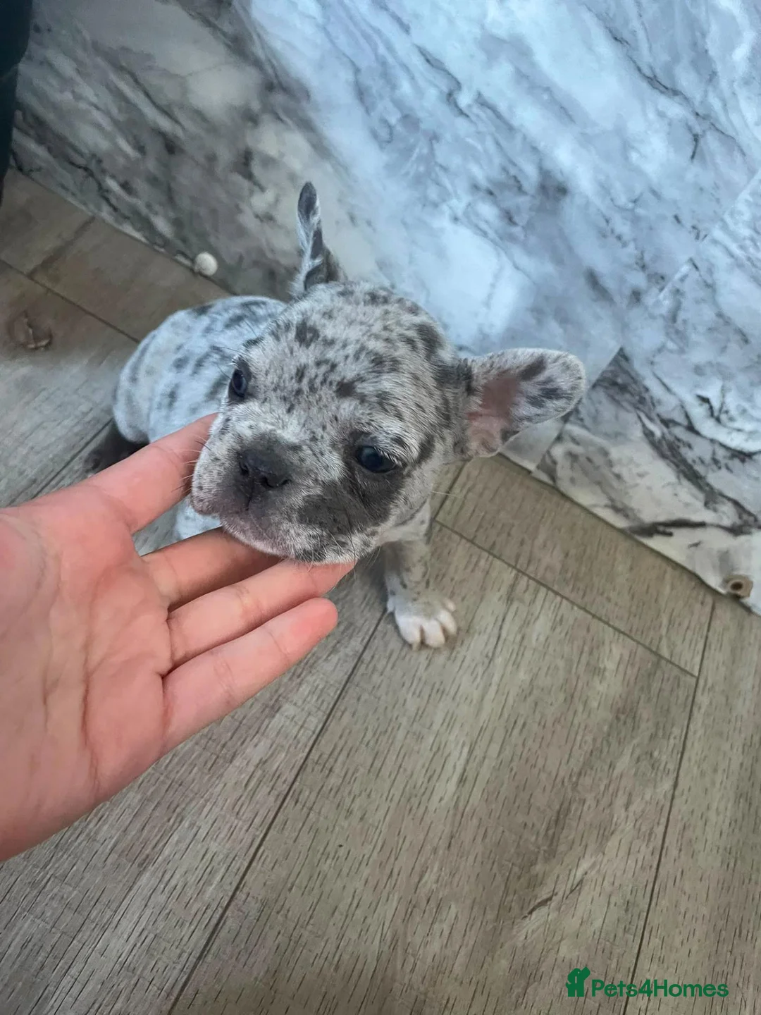 French Bulldog dogs for sale: French bulldog 🐶  - Advert 2