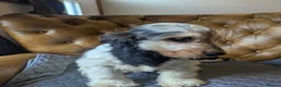 Cocker Spaniel dogs for sale: Beautiful KC Registered Show Cocker Puppies - Advert 5