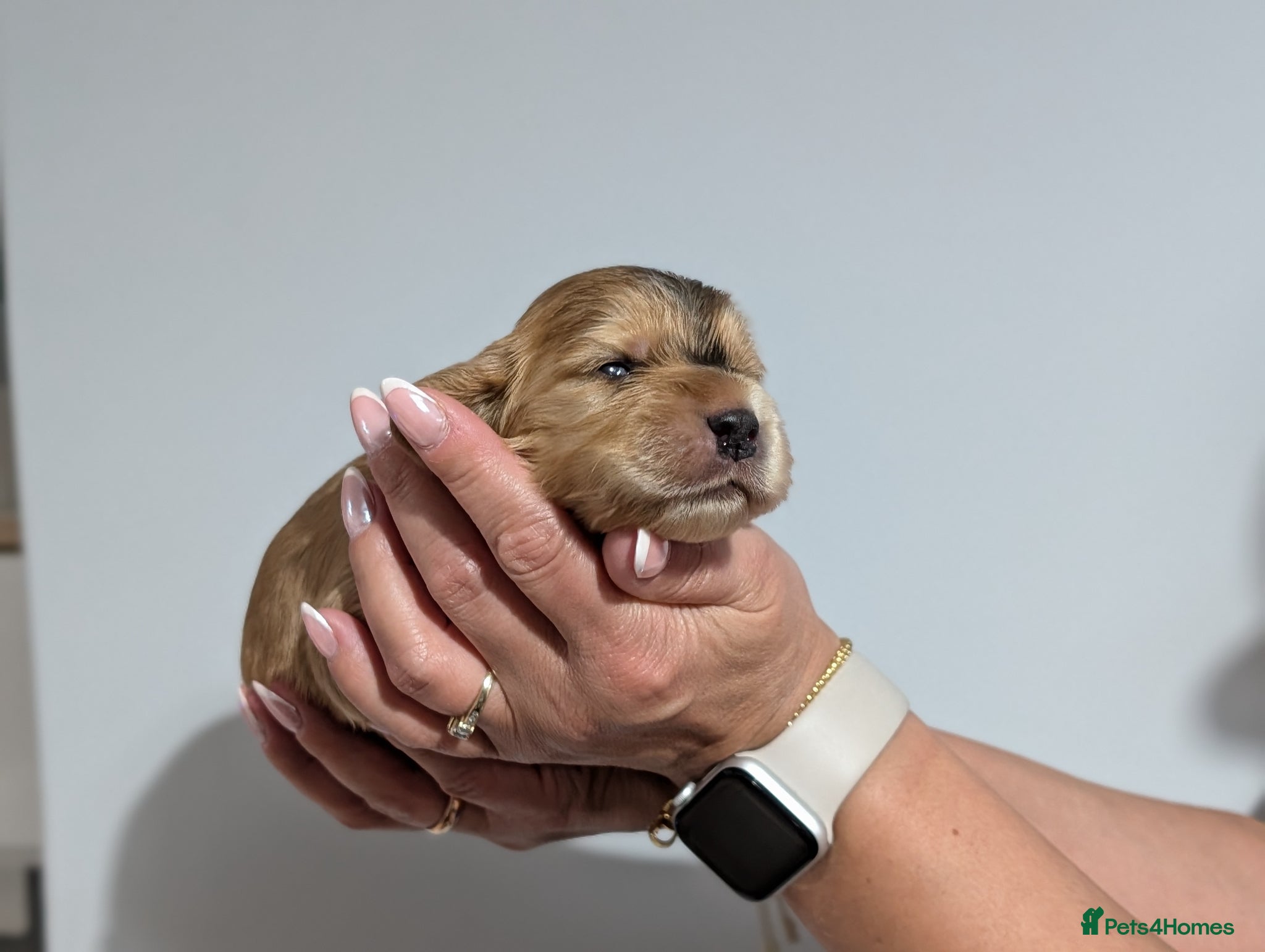 Cocker Spaniel dogs KC Reg Show Type Cocker Spaniel Puppies DNA Tested - Advert 9