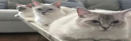 Ragdoll cats for sale: 🤍 Pure Ragdoll Boy Blue Point Kitten Ready Now - Advert 11