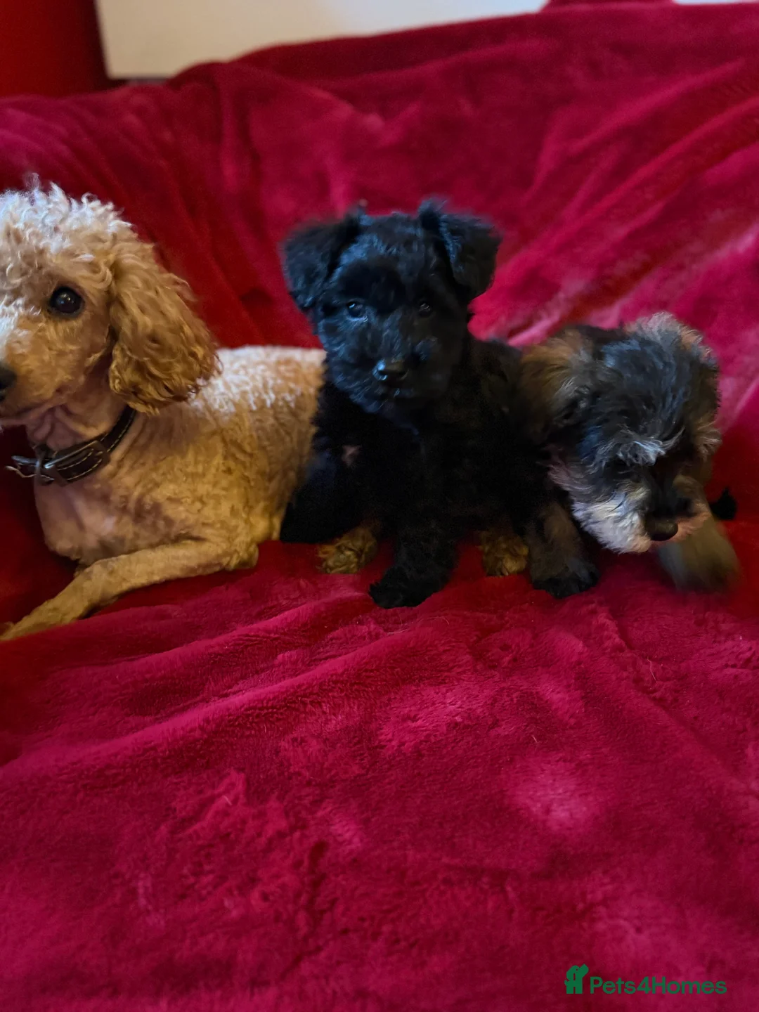 Mixed Breed dogs for sale: Two beautiful mini schnoodle pups - Advert 6