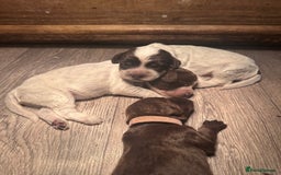 Cocker Spaniel dogs for sale: Cocker spaniel puppies - Image 14
