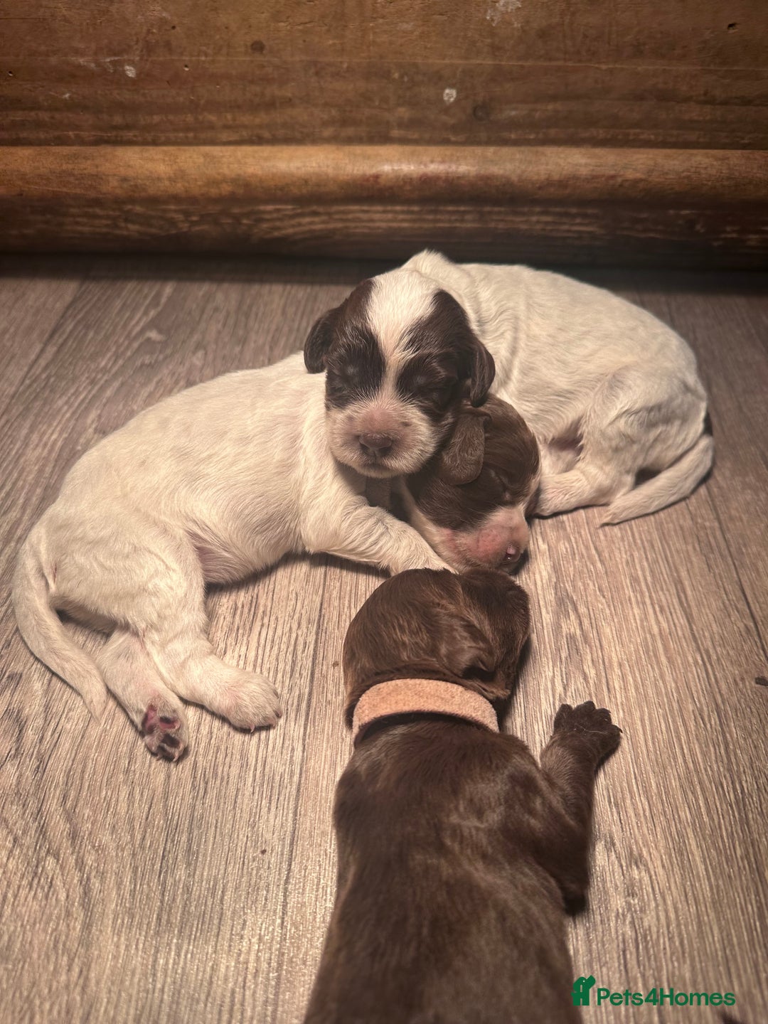 Cocker Spaniel dogs for sale: Cocker spaniel puppies - Image 14
