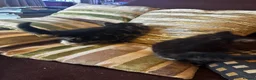 Mixed Breed cats for sale: Stunning kittens ready now  - Advert 6